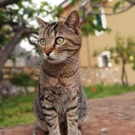Farmház A Carubba Du Bungiurnu Borgio Verezzi